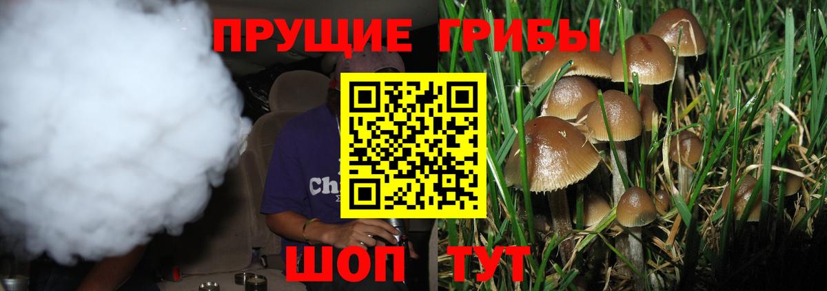 Галлюциногенные грибы Psilocybine cubensis Северобайкальск